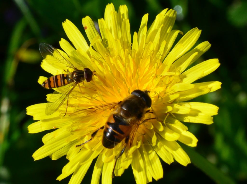 Syrphidae LSC4 - Episyrphus balteatus ed Eristalis sp.